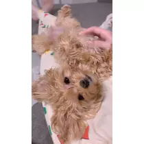 葉月 りほ