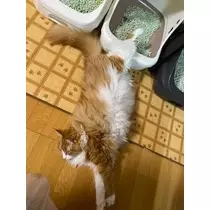 桐島 りゅう