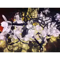 さくら