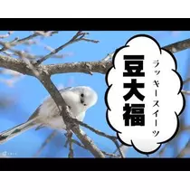 ひな