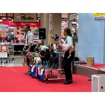 くるみ