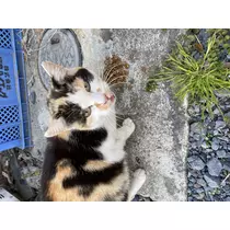 ゆき
