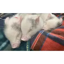 あき