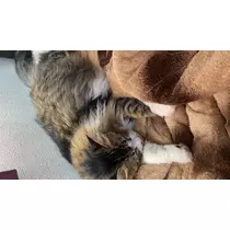 翠