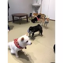 姫花