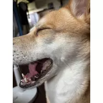 るい