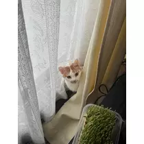 寒河江 春紀