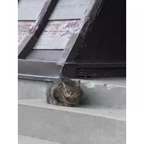 はづき