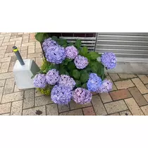 ゆき