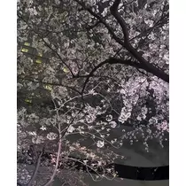 ひじり