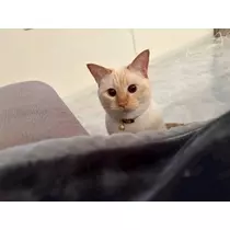 足立 はな