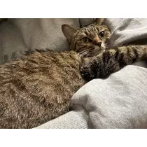ひかり