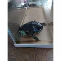 あやか