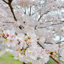 ゆか