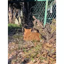 はづき