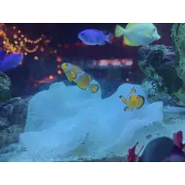 しおん