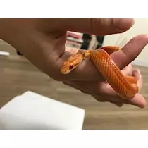 ユカ