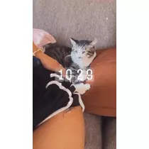 ニナ