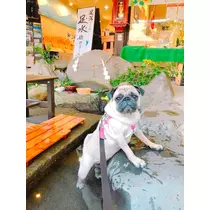 さくら