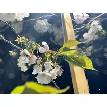 あーだこーだそら