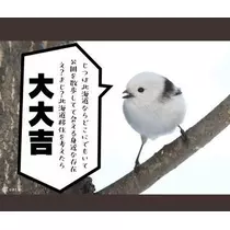 ひな