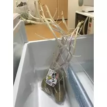 愛羽 仁美