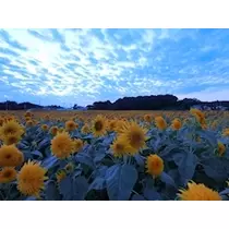 りか