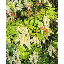 ゆかり