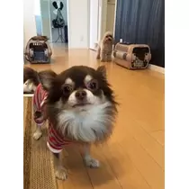 愛羽 仁美