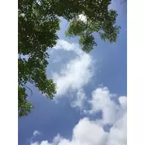 かおり