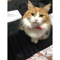 優希