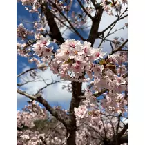春野 七瀬