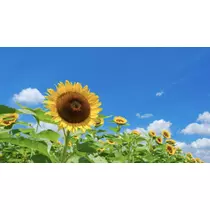 あき