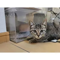 けい