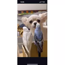 花音