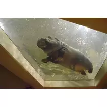 七星 夏純