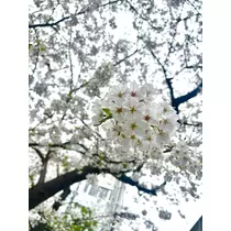 えみ