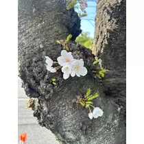 丁羅乃 リサ