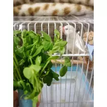 ちよママ
