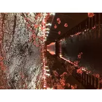 かのん