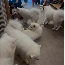マコト