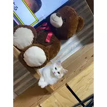 ナギ