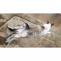 ひな