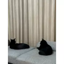 橘 美咲