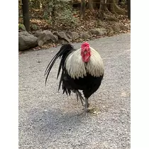 りん