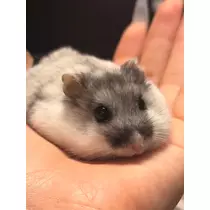 めい