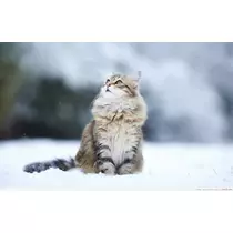 蓮見 リア