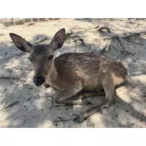 むつみ