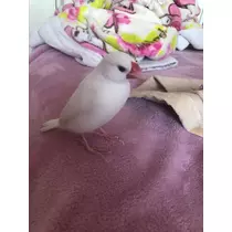 あき