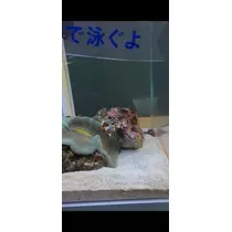 美月 れい